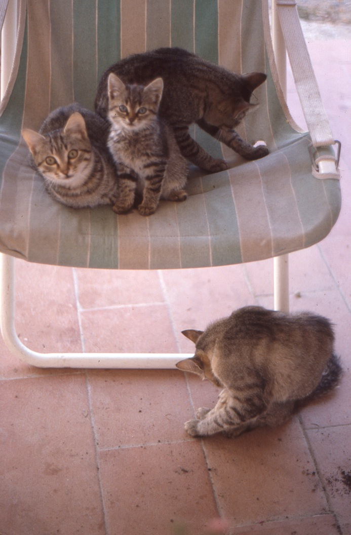 1987. Alla ricerca di Coriolano a Barberino.