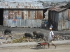 Haiti - White Crane