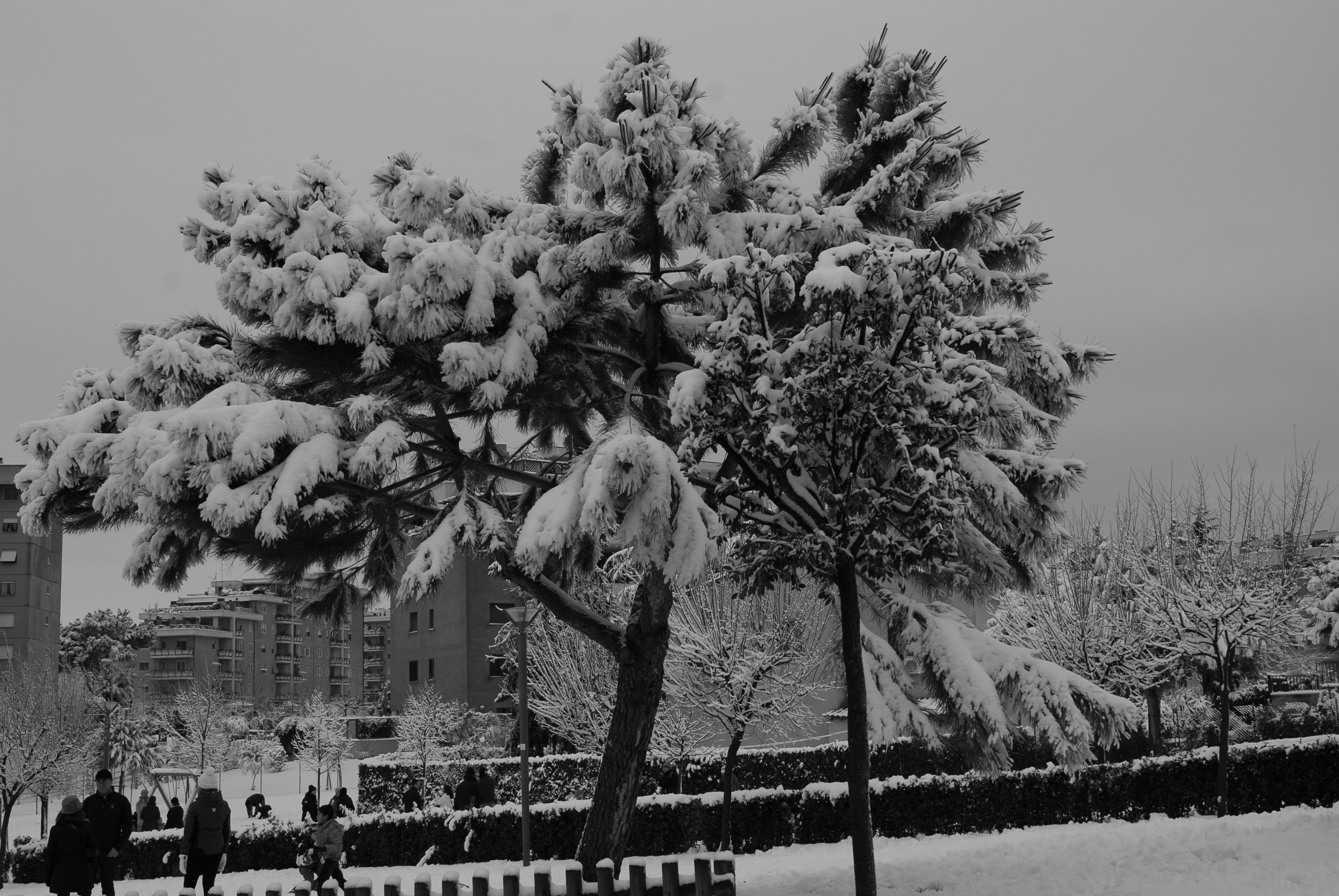 Bianco e.. neve e luce a Roma. 