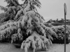 Bianco e.. neve e luce a Roma. 