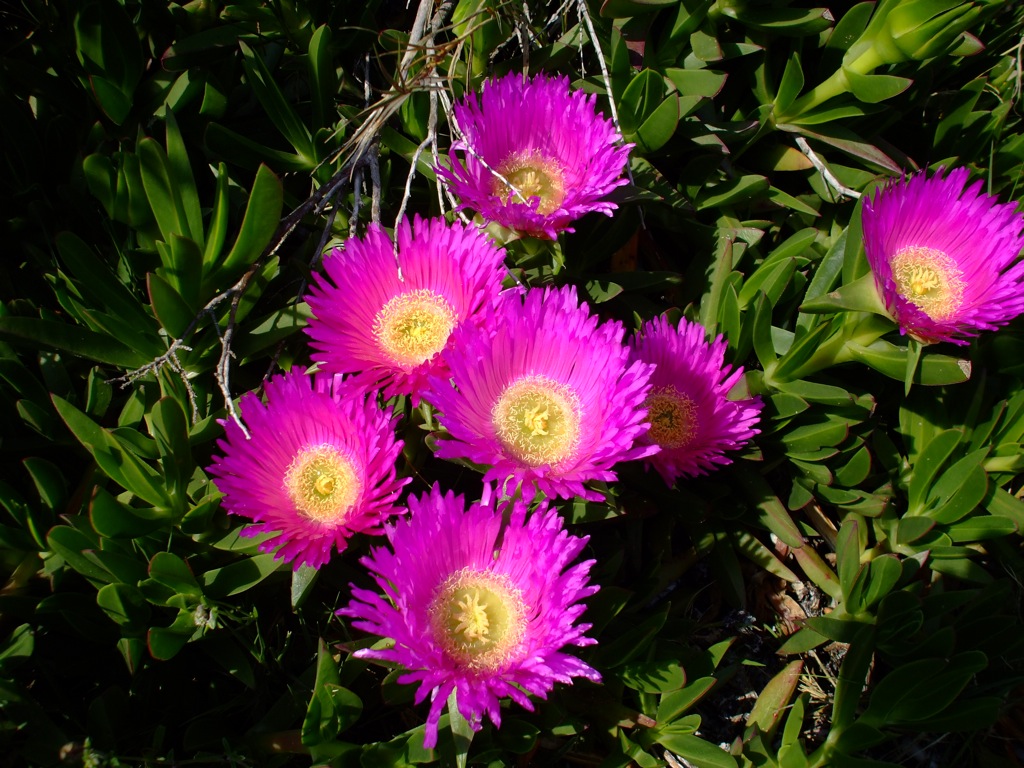 Sardegna in primavera