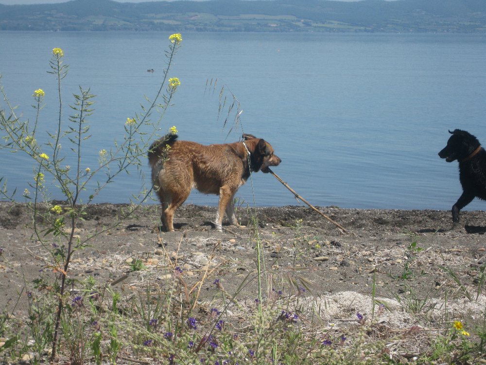 Tex, le foto