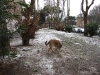 Tex e la neve