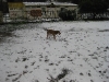 Tex e la neve