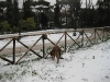 Tex e la neve