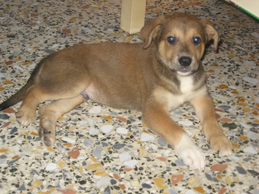 Tex, il cane di Edo